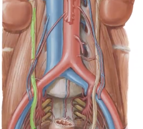 <p>what is indicated in green?</p>