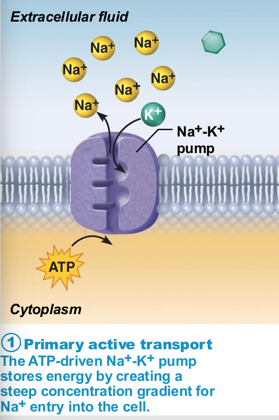 <ul><li><p> Most well-studied</p></li><li><p>Carrier (pump) called Na+-K+ ATPase</p></li><li><p>Located in all plasma membranes</p></li><li><p>Involved in primary and secondary active transport of nutrients and ions</p></li><li><p> Na+ and K+ channels allow slow leakage down concentration gradients</p></li><li><p>Na+-K+ pump works as antiporter</p><p></p></li></ul><p></p>