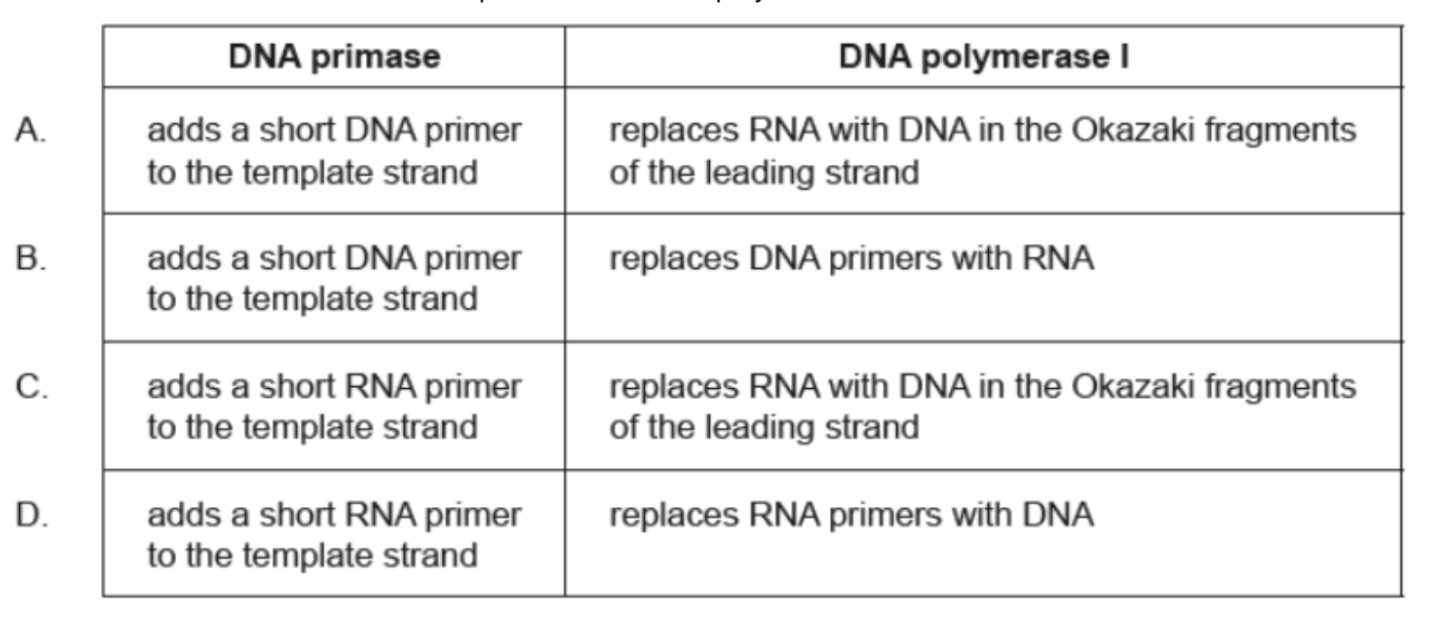 <p>What are the functions of DNA primase and DNA polymerase I?</p>