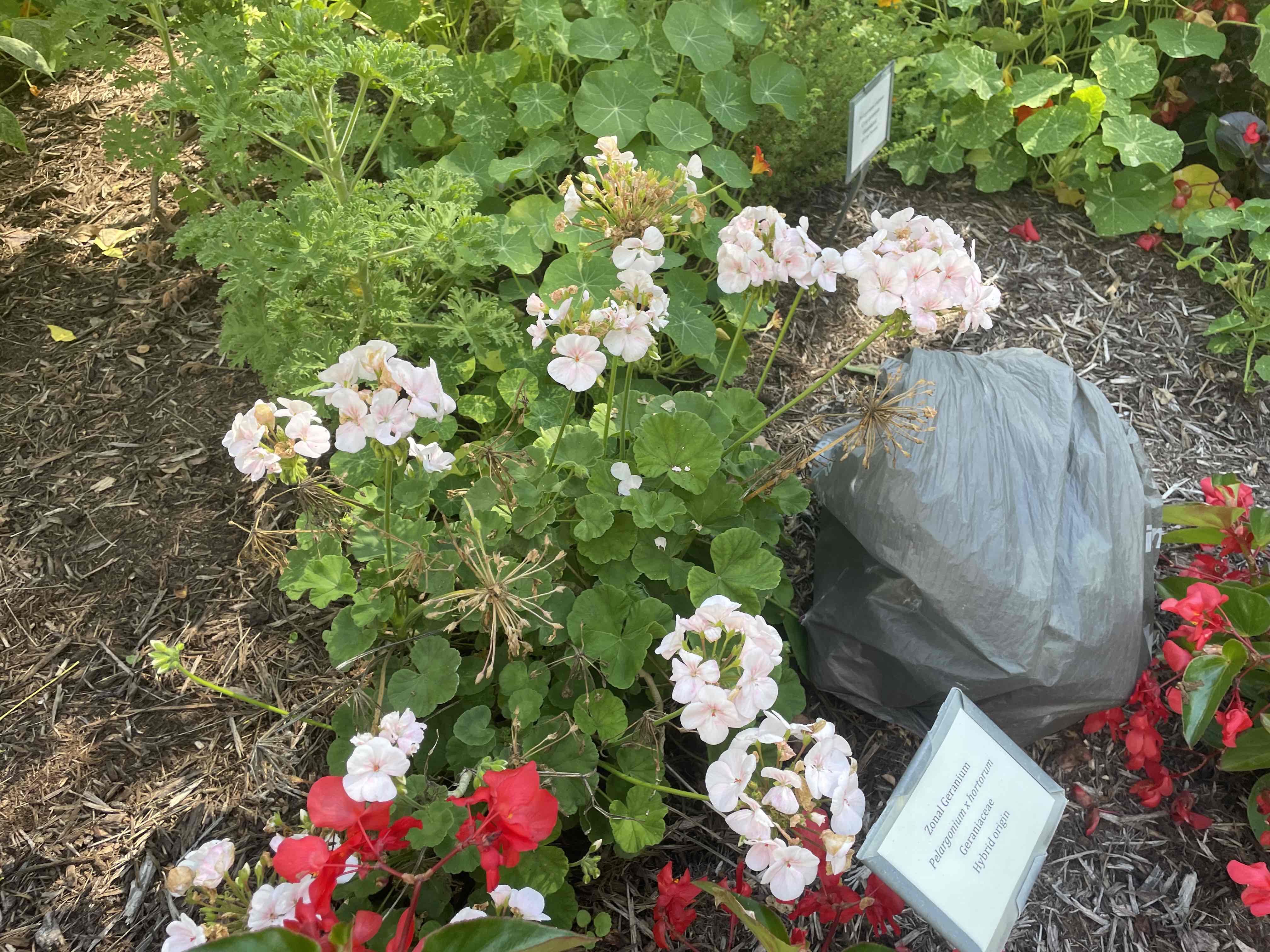 <p>Pelargonium x hybridum</p>
