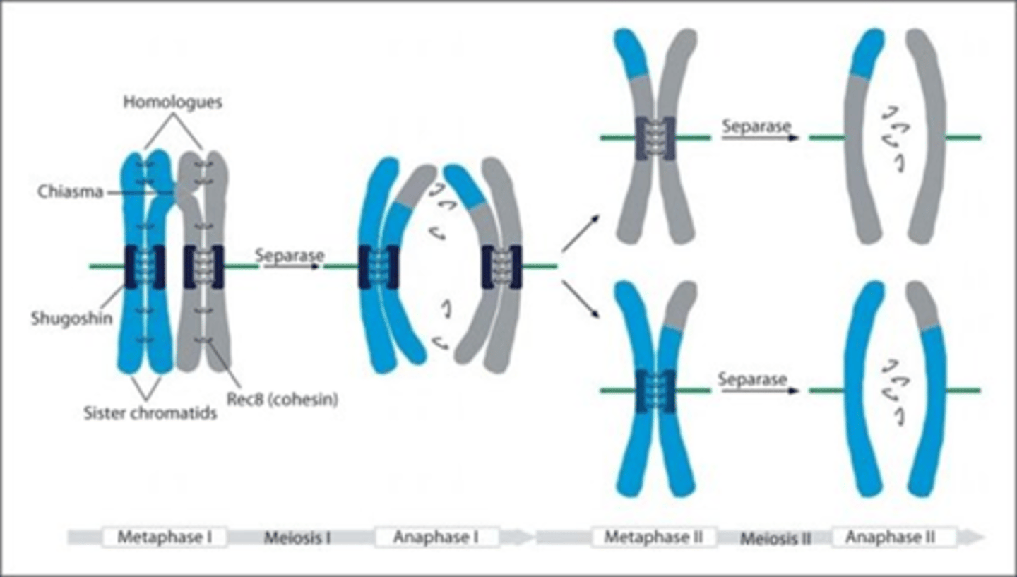 <p>Anafase I: scheiding van de homologe chromosomen voor elk van de bivalenten</p><p>Shugoshin* beschermt cohesin tegen afbraak door separase op de centromeren, cohesin houdt de zusterchromatiden bij elkaar</p><p>*Zal binden ter hoogte van de centromeer</p>