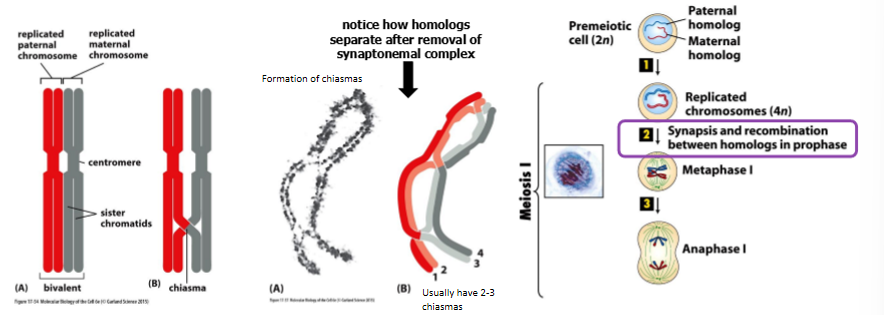 <p>generate diversity and tether homologous chromosomes together at chiasma where a crossover has occurred </p><ul><li><p>normally, every bivalent is linked by at least 1 chiasma (usually 2-3) </p></li><li><p>linkage analyses of particular <strong>aneuploidies </strong>indicate <strong>reduced levels of recombo in the chromosome</strong>s involved in <strong>nondisjunction event </strong></p></li><li><p>in some studies, up to 2.5% of non-recombined bivalents for chromosome 16 have been identified </p></li></ul><p></p>