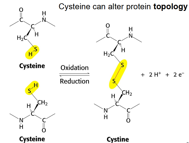 <p>trigger massive conformational change; redox; weaker than oxygen bonds; reversible locks on structure</p>