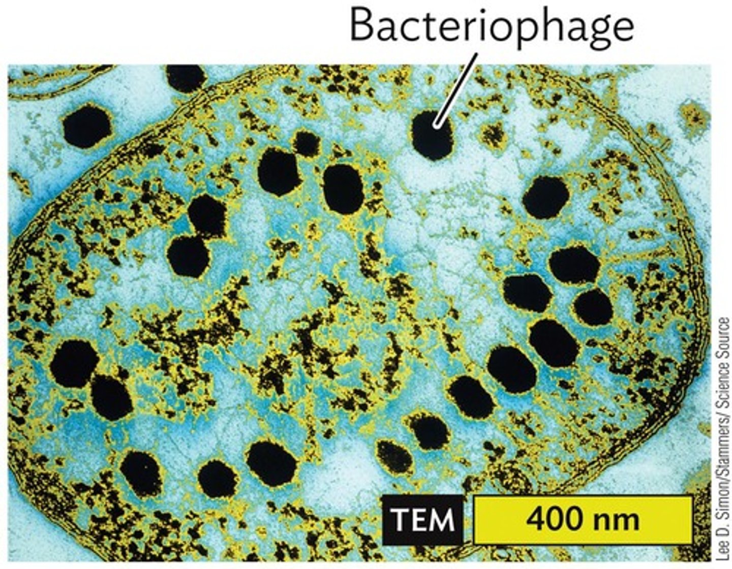 <p>Viruses that infect bacterial cells.</p>