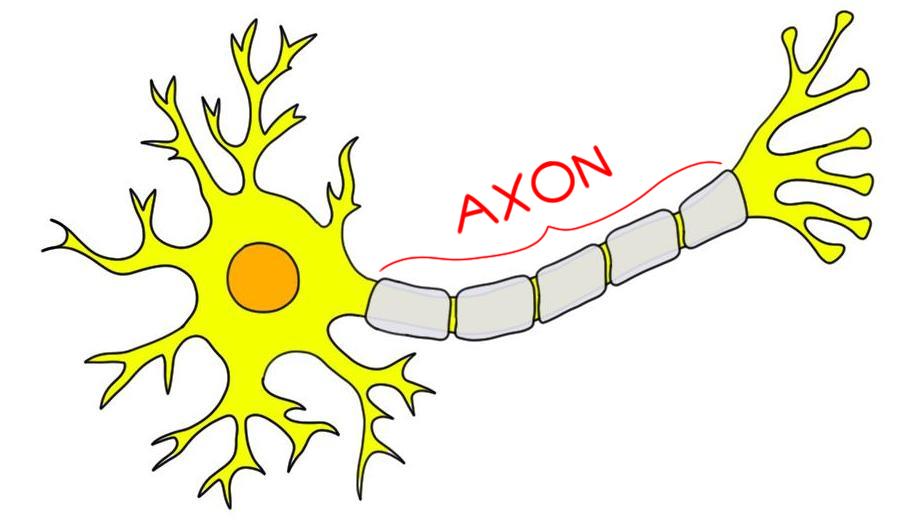 <p><span>transports information in the form of electrochemical reactions from the cell body to the end of the neuron</span></p>