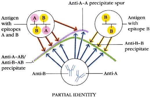 <p>When two antigens with a shared common determinant and one non-shared determinant interact with the antibody, an arc line is formed with the more complex antigen creating a spur line pointing towards the simpler antigen</p><p>Interpretation: partial identity and partial common determinant </p>