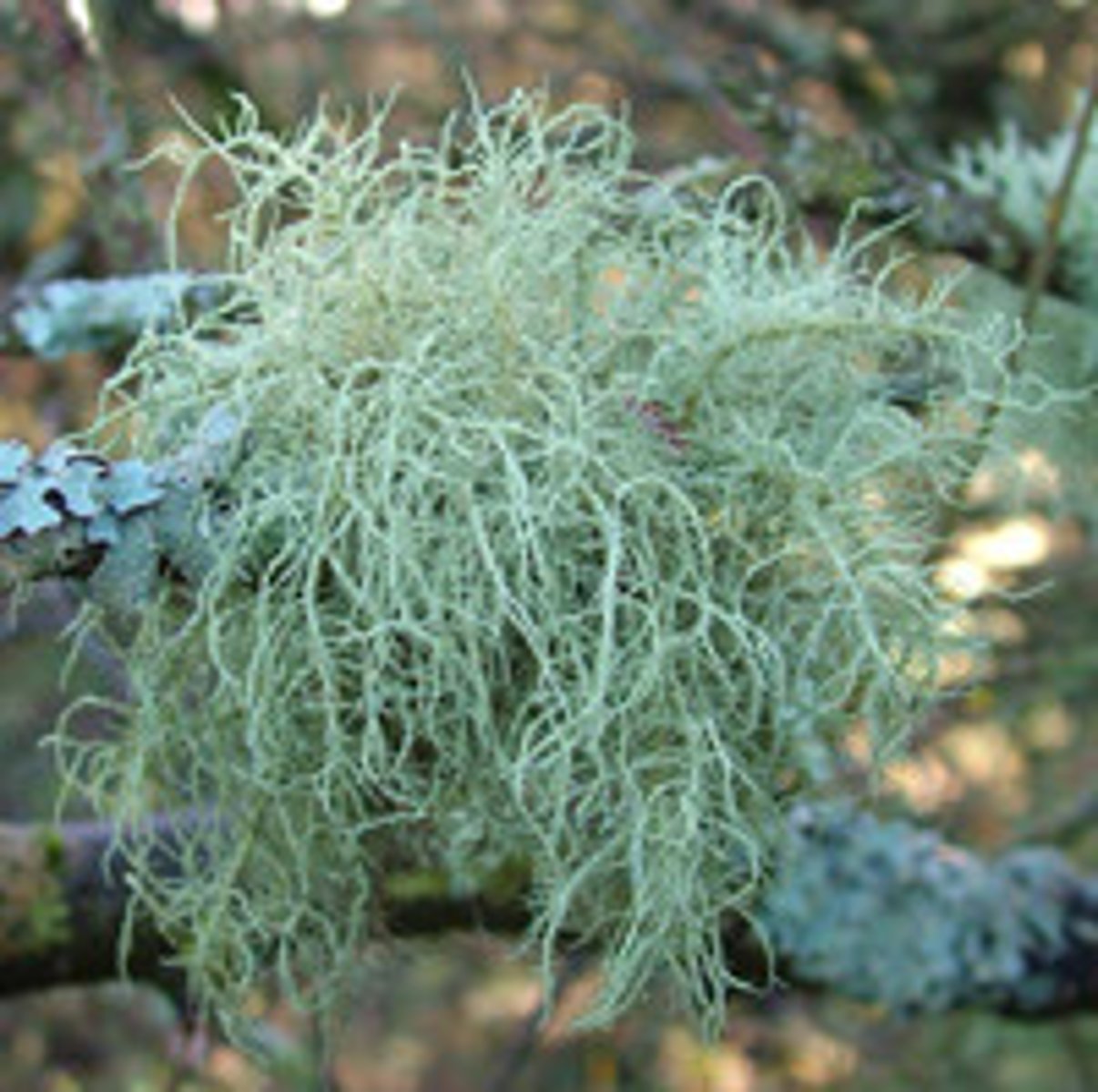 <p>Usnea spp. (spp. = “species pluralis”- that is multiple species within a genus)</p><p>- Long, pale green ‘beard-like’ strands dangle from branches.</p><p>- It’s a lichen: a partnership between two species: a fungus and algae (or sometimes bacteria) living together. The fungus provides the structure; the algae the food via photosynthesis.</p><p>Air Quality Indicator</p><p>- Lichen that grows on trees in moist, shaded forests with clean-air.</p><p>- Acts as a bioindicator- meaning its presence signals low levels of air pollution (it struggles to survive in polluted areas)</p><p>Ecological Role</p><p>- Absorbs nutrients from the air; no roots in soil.</p><p>- Winter food for caribou and nesting material for birds</p>