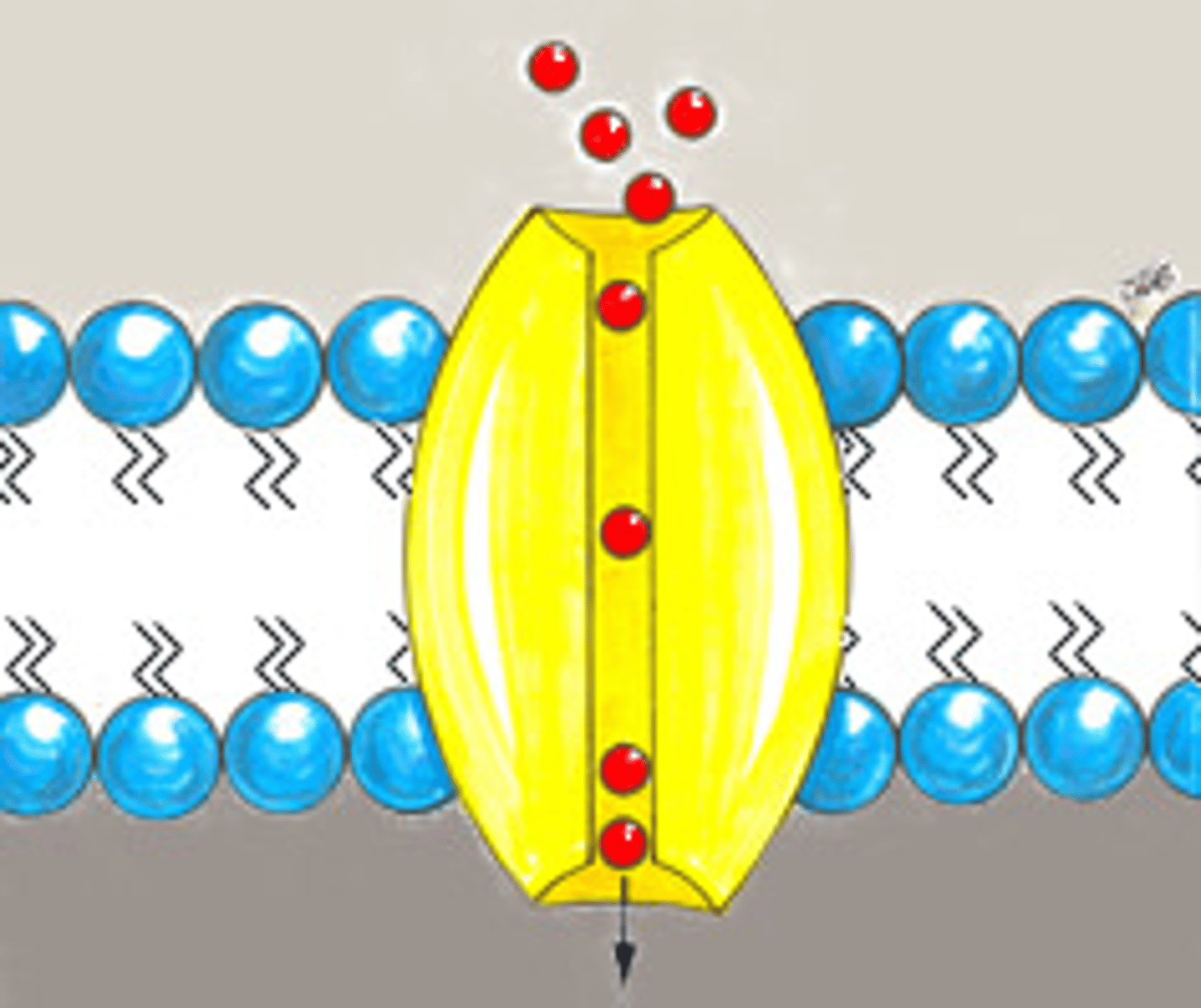 <p>Hydrofob del ut mot membranet och hydrofil del in mot kanalens mitt (vattenlösliga molekyler kan passera)<br><br>Passiv + icke-selektiv</p>