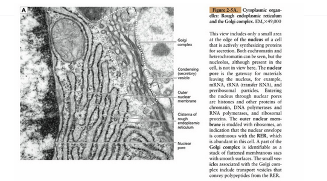 <p><span>1.This view includes only a small area at the edge of the nucleus of a cell that is actively synthesizing proteins for secretion. Both euchromatin and heterochromatin can be seen, but the nucleolus, although present in the cell, is not in view here. The </span><strong>nuclear pore</strong><span> is the gateway for materials leaving the nucleus, for example, mRNA, tRNA (transfer RNA), and preribosomal particles. Entering the nucleus through nuclear pores are histones and other proteins of chromatin, DNA polymerases and RNA polymerases, and ribosomal proteins. The </span><strong>outer nuclear membrane</strong><span> is studded with ribosomes, an indication that the nuclear envelope is continuous with the </span><strong>RER</strong><span>, which is abundant in this cell. A part of the </span><strong>Golgi complex</strong><span> is identifiable as a stack of flattened membranous sacs with smooth surfaces. The small vesicles associated with the Golgi complex include transport vesicles that convey polypeptides from the RER.</span></p><p><strong>Overall View:</strong></p><ul><li><p><strong>Context:</strong> A small area at the edge of the nucleus of a cell actively synthesizing proteins for secretion.</p></li><li><p><strong>Magnification:</strong> Electron Micrograph (EM), x49,000.</p></li></ul><p><strong>Nucleus:</strong></p><ul><li><p><strong>Components Visible:</strong> Euchromatin and heterochromatin.</p></li><li><p><strong>Components Not Visible (but present in cell):</strong> Nucleolus.</p></li></ul><p><strong>Nuclear Pore:</strong></p><ul><li><p><strong>Structure:</strong> Gateway.</p></li><li><p><strong>Function (Materials Leaving Nucleus):</strong> mRNA, tRNA (transfer RNA), preribosomal particles.</p></li><li><p><strong>Function (Materials Entering Nucleus):</strong> Histones and other proteins of chromatin, DNA polymerases, RNA polymerases, ribosomal proteins.</p></li></ul><p><strong>Outer Nuclear Membrane:</strong></p><ul><li><p><strong>Structure:</strong> Studded with ribosomes.</p></li><li><p><strong>Association:</strong> Continuous with the Rough Endoplasmic Reticulum (RER).</p></li></ul><p><strong>Rough Endoplasmic Reticulum (RER):</strong></p><ul><li><p><strong>Abundance:</strong> Abundant in this cell.</p></li><li><p><strong>Structure:</strong> Indicated by ribosomes on the outer nuclear membrane and its continuity with the nuclear envelope.</p></li><li><p><strong>Function:</strong> Involved in active synthesis of proteins for secretion.</p></li></ul><p><strong>Golgi Complex:</strong></p><ul><li><p><strong>Structure:</strong> Identifiable as a stack of flattened membranous sacs with smooth surfaces.</p></li><li><p><strong>Associated Structures:</strong> Small vesicles.</p></li><li><p><strong>Function of Associated Vesicles:</strong> Transport polypeptides from the RER.</p></li></ul><p></p>