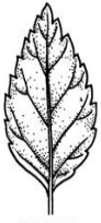 <p>Leaf Margin?</p>