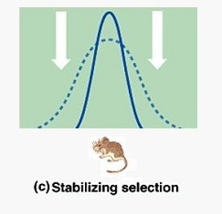 <p>fitness favors phenotypes at the mean of the distribution</p>