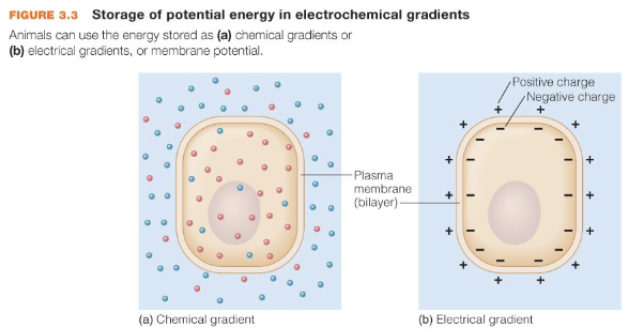 <p>biological systems can use energy to move molecules out of random distribution (molecules w/in a system tend to diffuse randomly w/in open space) —&gt; this leads to diffusion gradients (a form of energy storage) which are either chemical, electrical, or electrochemical</p>