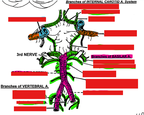<p>blood supply to the brain</p>