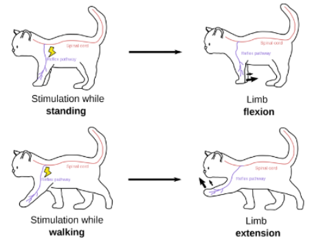 <p>Priming</p><p>-A prime stimulus is presented just before the reflex stimulus</p><p>-This prime stimulus is learned, then the reflex response occurs quicker</p>