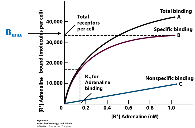 <ul><li><p>cells w/ receptors: 1000-50000 copies per cell</p></li><li><p>cells were incubated for 1 hour at 4ºC with radioactively labeled adrenaline</p></li><li><p>assume no endocytosis of the cell is taking place</p></li><li><p>curve A: adrenaline bound to receptors and non specifically bound (never reach a plateau)</p></li><li><p>curve B: difference between A and C (ideal)</p></li><li><p>this type of curve allows determination of receptor number (B<sub>max</sub>) and Kd</p></li></ul><p></p>