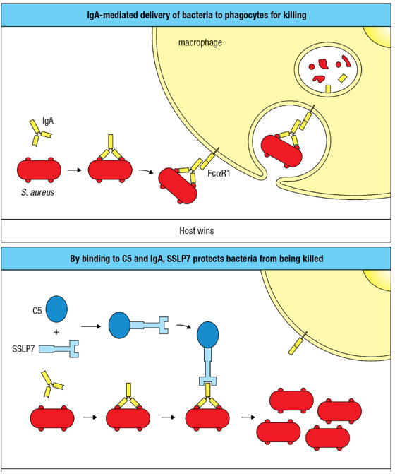 <p>Upper panel: the combination of specific IgA and FcaRI on phagocytes causes the elimination of bacteria that cross a mucosal barrier and infect the underlying tissue. Lower panel: this mechanism for disposing of bacteria is thwarted by the staphylococcal superantigen-like protein 7 (SSLP7) of S. aureus. By binding to both C5 and the Fc region of IgA, SSLP7 prevents IgA from binding to FcaRI or activating complement-mediated killing of the bacteria (not shown).</p>