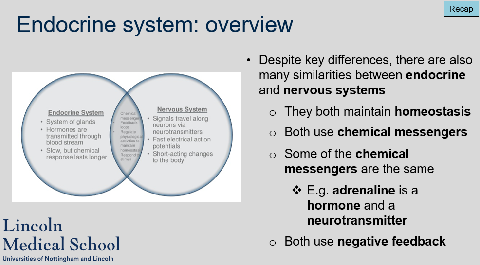 <p>Despite key differences, there are many similarities between the endocrine and nervous systems. Both systems play a critical role in maintaining homeostasis, use chemical messengers to transmit signals, and use negative feedback mechanisms to regulate physiological processes. Additionally, some of the chemical messengers used by the two systems are the same, such as adrenaline, which functions as both a hormone and a neurotransmitter.</p>