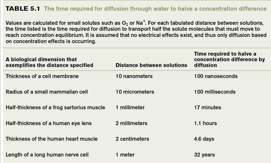 <ul><li><p>Gas exchange occurs through diffusion from areas of high concentration to low concentration.</p></li><li><p>Efficiency of diffusion is time-dependent and correlates with distance.</p></li><li><p>Example: Diffusion across a cell membrane (10 nanometers thick) takes about 100 nanoseconds.</p></li><li><p>In larger distances, such as those in larger organisms (e.g., human nerve cells), reliance on diffusion alone becomes impractical.</p></li></ul><p></p>