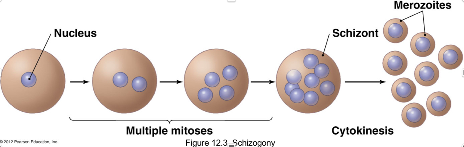 <p>-Produce multinucleate schizont</p><p>-after cytokinesis = many daughter cells</p>