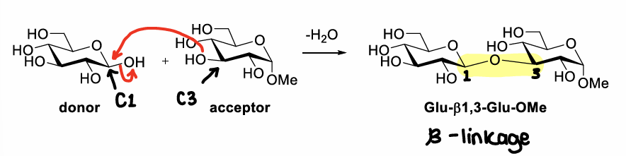 <p>Forms a 1,3 beta glycosidic bond.</p>