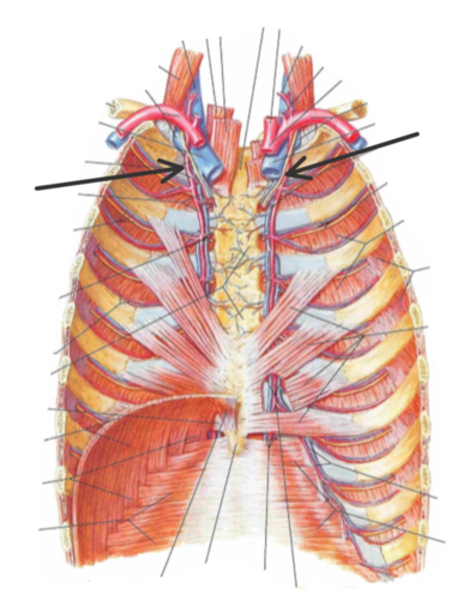 <p>identify the structure(s) indicated by the arrow</p>