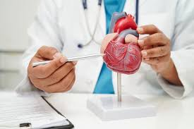 <p>le/la cardiologue</p>