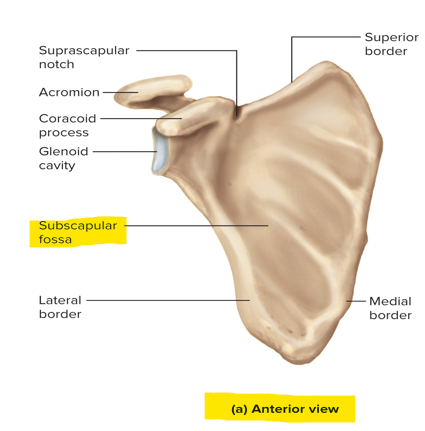 <p>The anterior surface of the scapula</p>