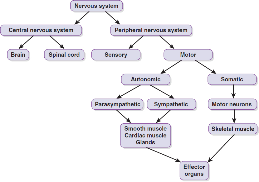 Organizational Structure of the NS