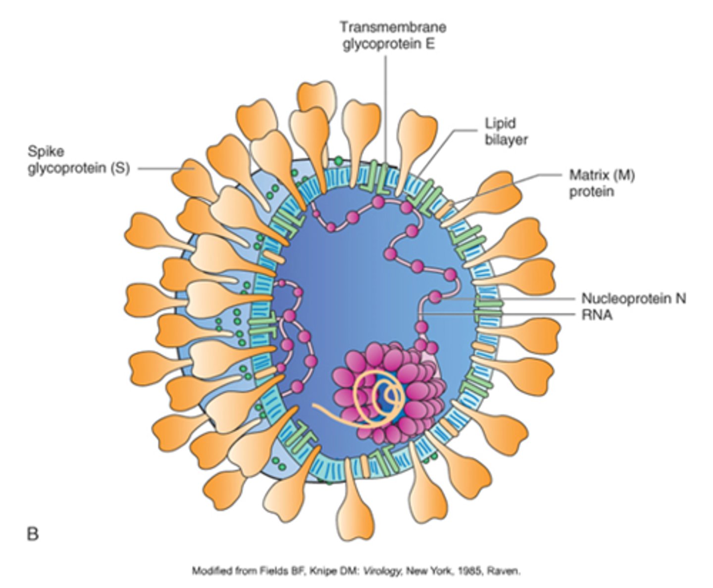 <p>Viral spike proteins recognize particular proteins on the surface of certain host cells (including respiratory cells). These proteins help to determine which cells will be infected. The spikes serve as a means to attach to host cells.</p>