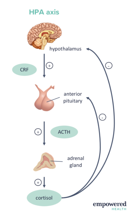 <ul><li><p><span>Stress stimulates hypothalamus to release CRH</span><span style="font-family: Calibri, Calibri_EmbeddedFont, Calibri_MSFontService, sans-serif">&nbsp;</span></p></li><li><p><span>Stimulates anterior pituitary to release ACTH&nbsp;</span><span style="font-family: Calibri, Calibri_EmbeddedFont, Calibri_MSFontService, sans-serif">&nbsp;</span></p></li><li><p><span>Stimulates adrenal glands to release glucocorticoids and mineralocorticoids</span><span style="font-family: Calibri, Calibri_EmbeddedFont, Calibri_MSFontService, sans-serif">&nbsp;</span></p></li><li><p><span>Glucocorticoids - cortisol</span><span style="font-family: Calibri, Calibri_EmbeddedFont, Calibri_MSFontService, sans-serif">&nbsp;</span></p></li><li><p><span>Mineralcorticoids – ADH – affects sodium and water</span><span style="font-family: Calibri, Calibri_EmbeddedFont, Calibri_MSFontService, sans-serif">&nbsp;</span></p></li></ul>