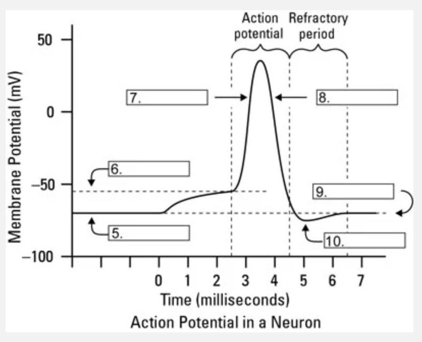 <p>What channel is most likely responsible for area 10 going back to resting membrane potential?</p>