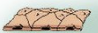 <p>1 layer of flat epithelial cells</p>