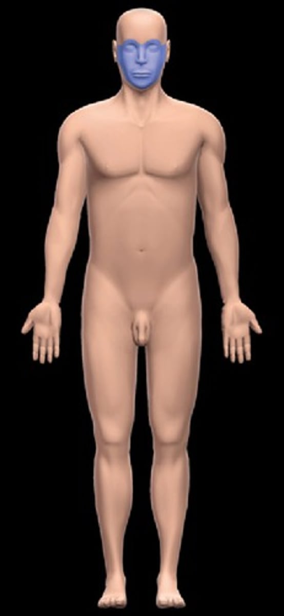 <p>pertaining to the face</p>