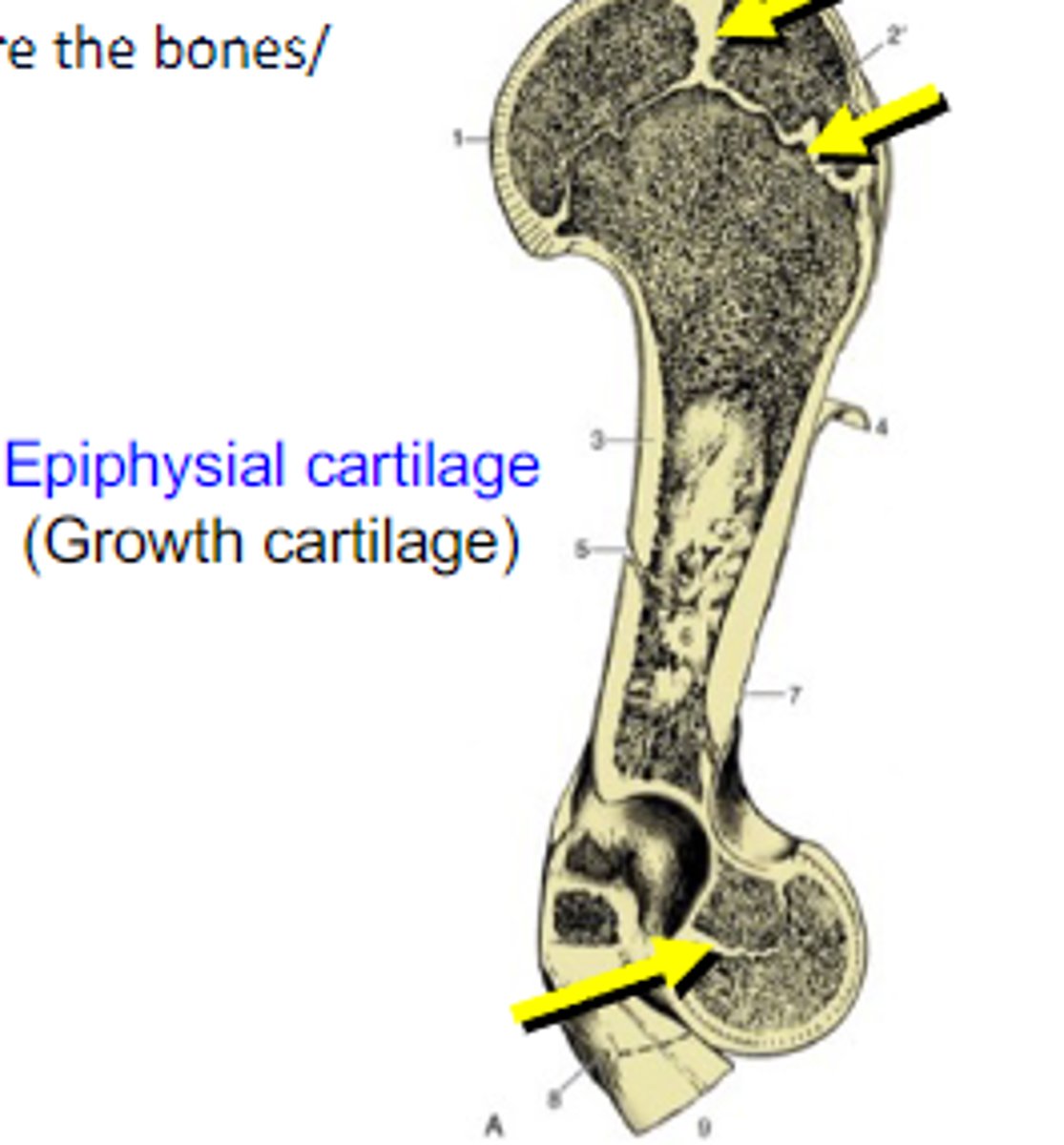 <p>Epiphysial cartilage (growth cartilage) is a _____ joint</p>