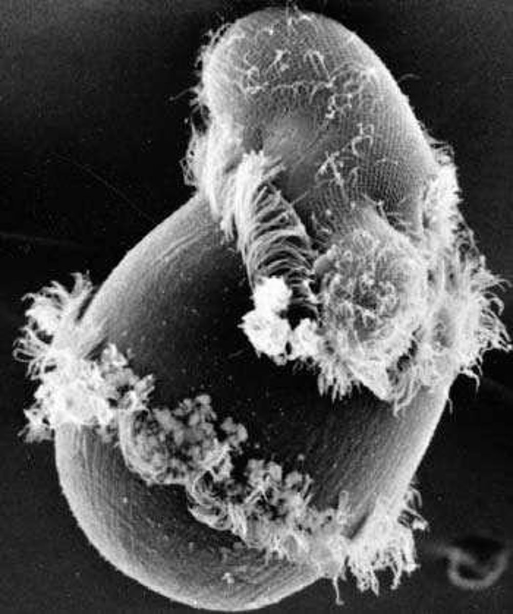 <p>One of four nitrogenous bases in DNA.</p>