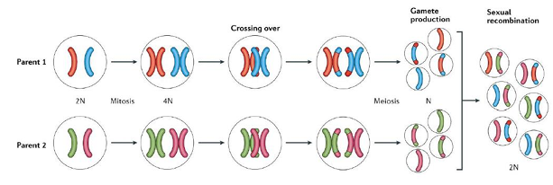 <p>-random assortment of parental chromosomes along the equatorial plane in meiosis I</p><p>-homologous recombination (crossing over) during prophase I</p>