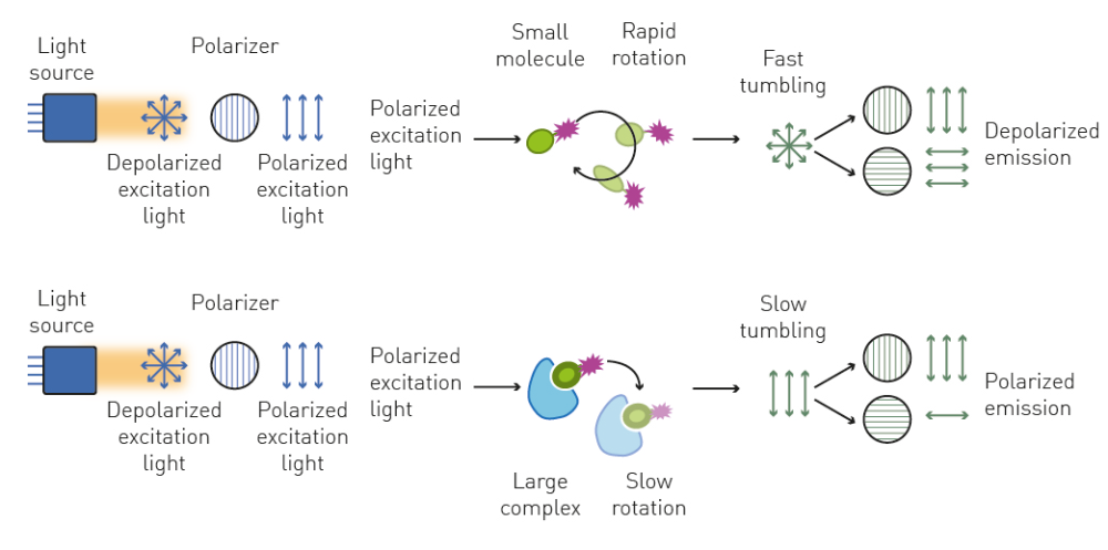 <p>add rgt Ab &amp; fluor-tagged Ag to pt serum</p><p>pos: unbound tagged Ag rotate quickly → reduce amount of polarized light</p><p>neg: tagged Ag bind to rgt Ab → tagged Ag rotates slowly → inc polarized light</p>