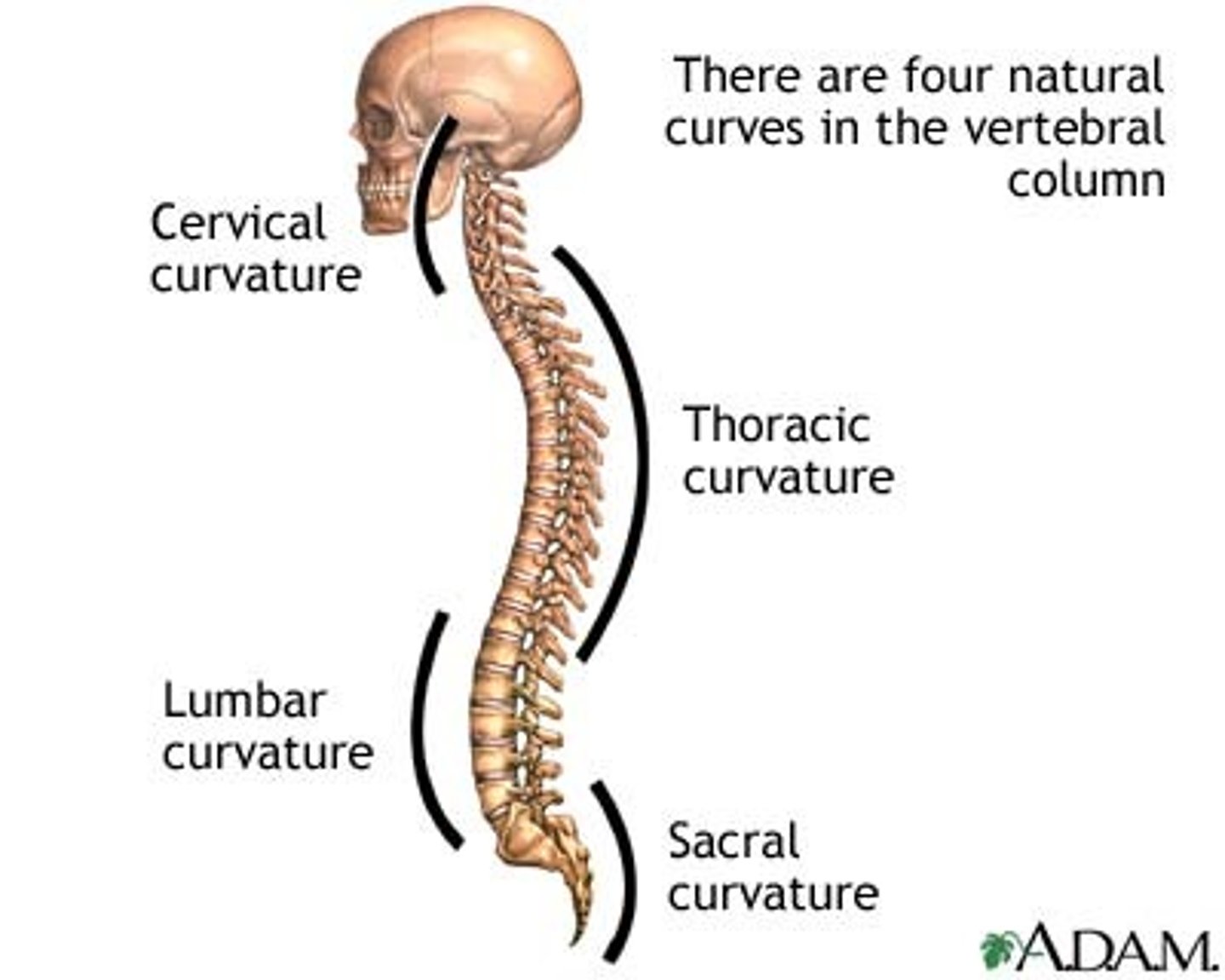 <p>Thoracic & Sacral curvatures represent the remains of the original curve</p>