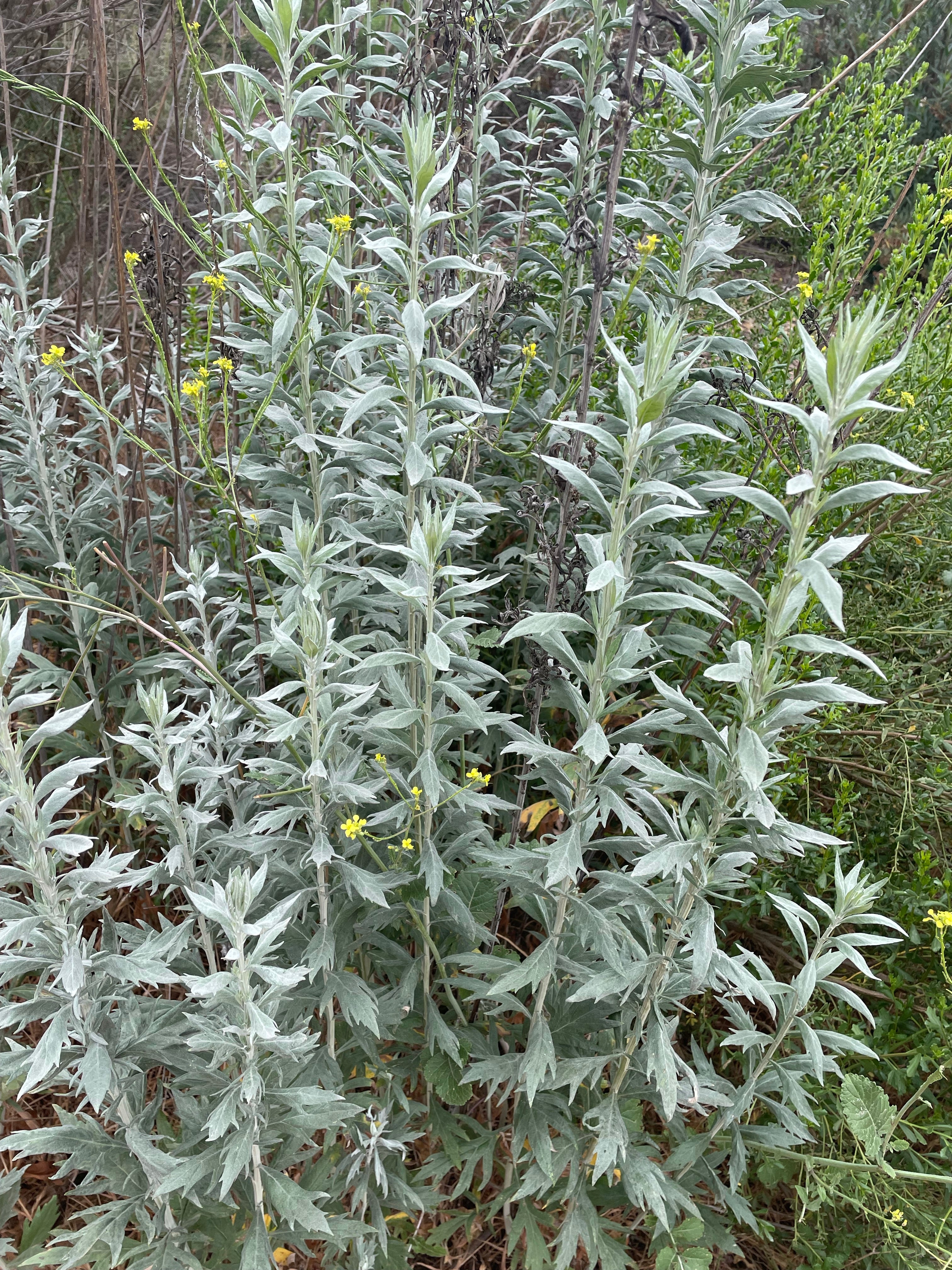 <p>California mugwort</p>