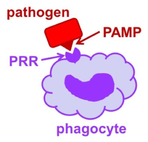 <p><em>how leukocytes recognize pathogens</em>:<br>- __ __ __ are molecules on the surface of phagocytic cells that recognize PAMPs (pathogen-associated molecular patterns) on the surface of pathogens<br>- PRR attachment to PAMPS stimulates the phagocytic cell and phagocytosis</p>