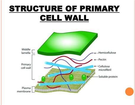 <p>In plants, a relatively thin and flexible layer that surrounds the plasma membrane of a young cell. </p>