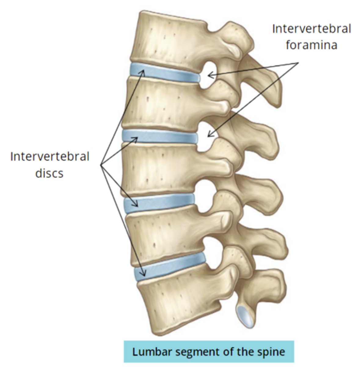 <p>lateral openings</p><p>passage of spinal nerves</p>