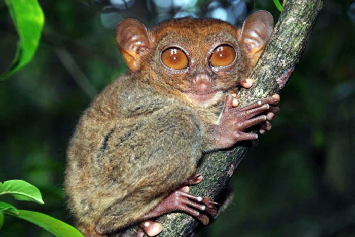 <p>tarsiers</p>