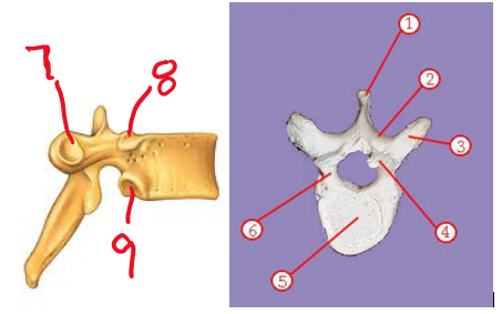 <p><span>Name structure 3</span></p>