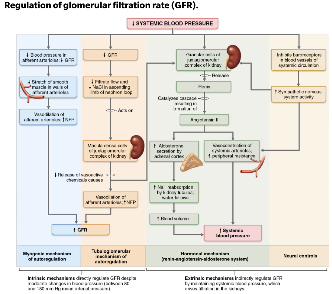 <p><code>Intrinsic Control</code></p><p><strong>Local </strong><span style="color: purple;"><strong><mark data-color="purple" style="background-color: purple; color: inherit;"><span>smooth muscle </span></mark></strong></span><strong>contracts when stretched:</strong></p><ol><li><p><span style="color: green;"><strong><mark data-color="green" style="background-color: green; color: inherit;"><span>INCREASED BP</span></mark></strong><mark data-color="green" style="background-color: green; color: inherit;"><span> causes muscle to </span></mark><strong><mark data-color="green" style="background-color: green; color: inherit;"><span>stretch</span></mark></strong><mark data-color="green" style="background-color: green; color: inherit;"><span>, leading to constriction of </span></mark><strong><mark data-color="green" style="background-color: green; color: inherit;"><span>afferent arterioles</span></mark></strong></span></p><ul><li><p>Restricts blood flow into glomerulus</p></li><li><p>Protects glomeruli from damaging high BP</p></li></ul></li><li><p><span style="color: red;"><strong><mark data-color="red" style="background-color: red; color: inherit;"><span>DECREASED BP </span></mark></strong><mark data-color="red" style="background-color: red; color: inherit;"><span>causes </span></mark><strong><mark data-color="red" style="background-color: red; color: inherit;"><span>dilation</span></mark></strong><mark data-color="red" style="background-color: red; color: inherit;"><span> of </span></mark><strong><mark data-color="red" style="background-color: red; color: inherit;"><span>afferent arterioles</span></mark></strong></span></p></li></ol><p></p><p><strong><em>Both help maintain normal GFR despite normal fluctuations in BP</em></strong></p><p></p>