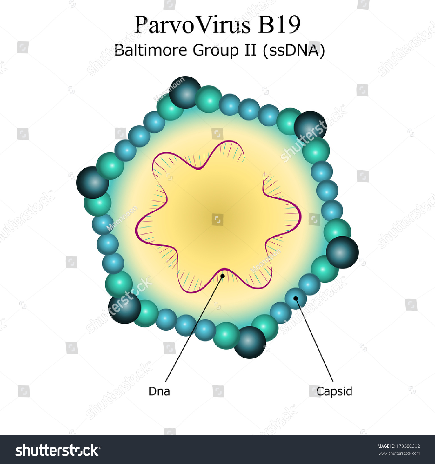 <p>a <strong>linear ssDNA virus</strong>, <strong>non-enveloped</strong>, with an <strong>icosahedral capsid</strong>. It is the <strong>smallest DNA virus</strong>.</p>