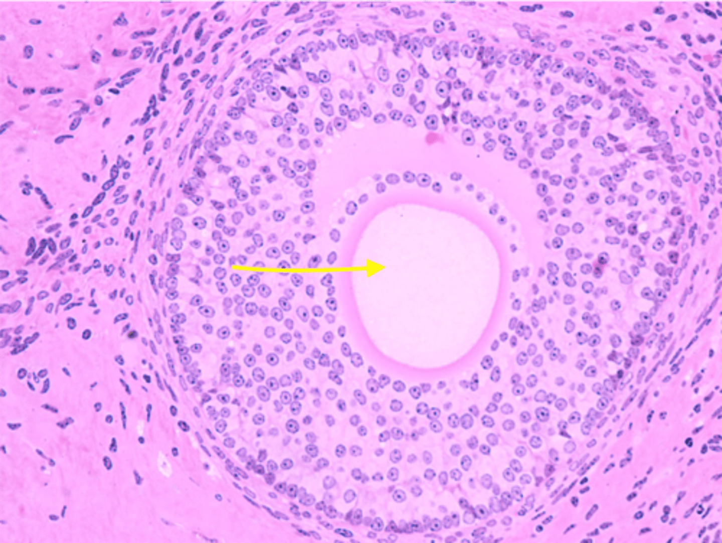 <p>contained in the primordial follicle surrounded by simple squamous layer of follicle cells.</p>