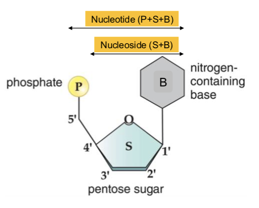 <p>each nucleotide has 3 components…</p>