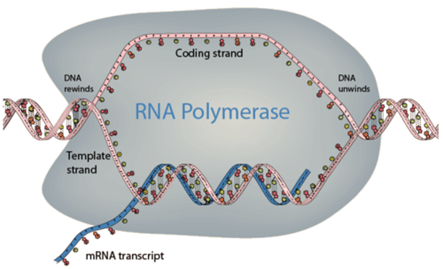 <p>RNA polymerase</p>