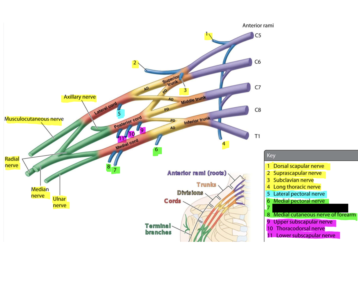 knowt flashcard image